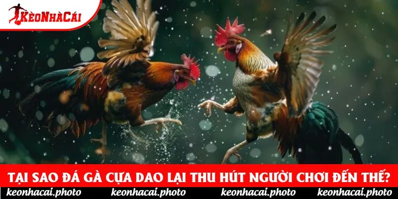 Tại sao đá gà cựa dao lại thu hút người chơi đến thế?